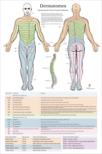 Dermatomes And Myotomes Chart