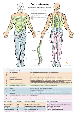 Dermatome Chart Back