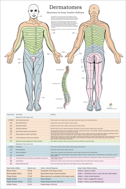 Dermatomes Myotomes DTR Nerve Chiropractic Poster Wall Chart 24 X 36 