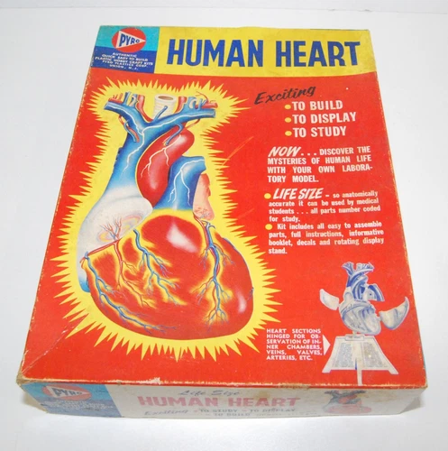 Vintage PYRO Life Size Human Heart with Stand Plastic Model Kit