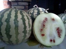 Citron Watermelon - 5+ seeds - Graines - Semillas -
