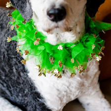 St. Patrick'S Day Shamrock Decorative Dog Collar- Green  Gold Pet Accessory X-