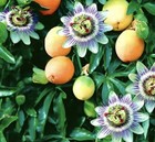 10 Seeds Passion Flower Passiflora Caerulea Perennial Climbing Plant