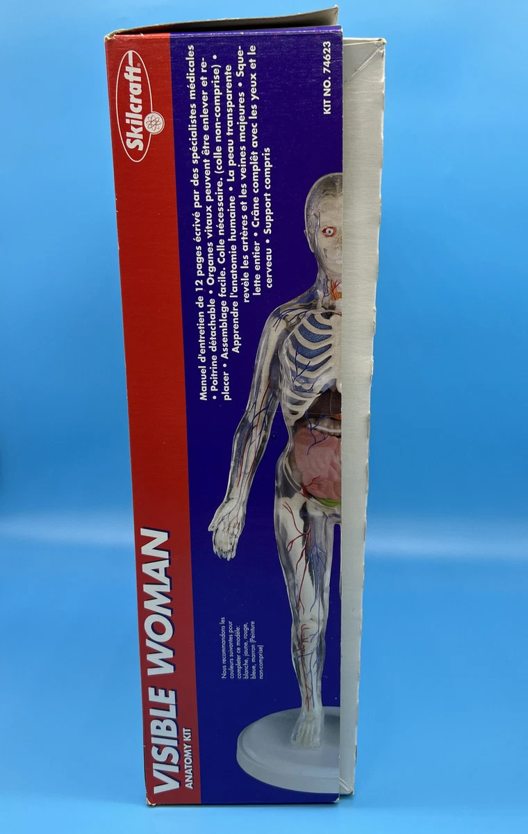 Skilcraft Visible Woman Anatomy Kit New Vintage 74623 New Open Box