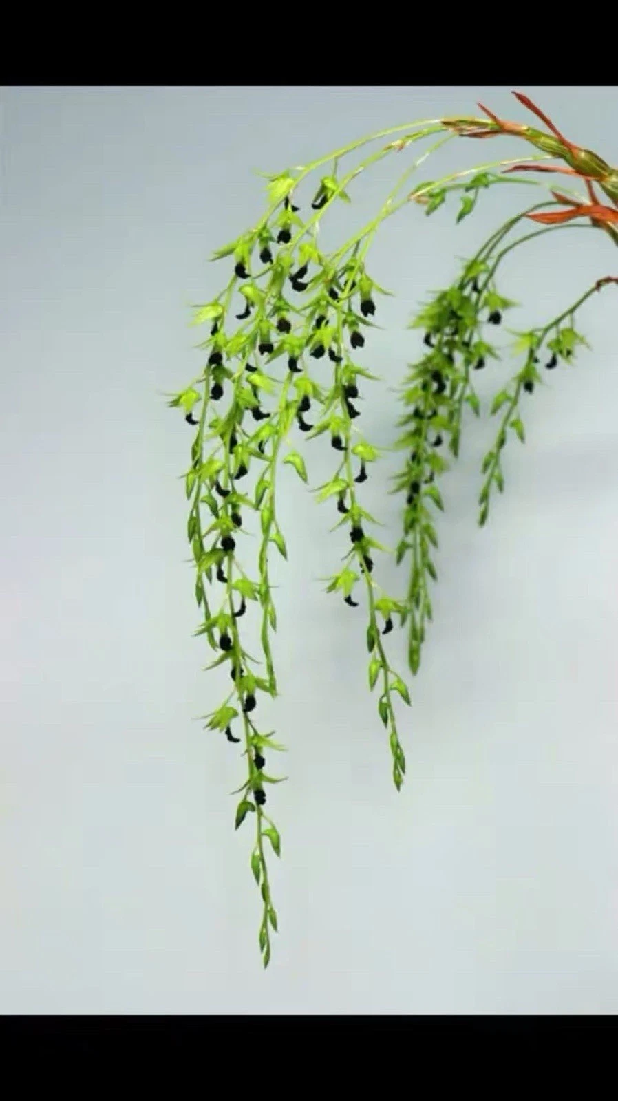 Dendrobium hemimelanoglossum Rare Species Orchid Vietnam Blooming Size Plant
Opens in a new window o