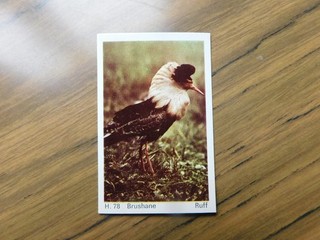 Dandy Gum 1969 Wild Animals H78 Ruff Brushane