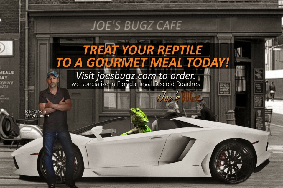 50 Large Discoid Roaches FREE SHIPPING Joe's BUGz eBay