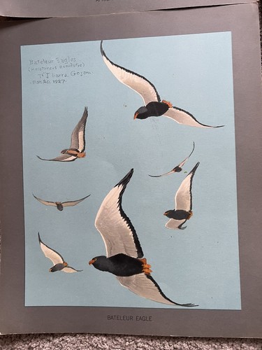 Lot of 4 Louis Agassiz Fuertes Lithographs Prints Eagle Goose Bustard Heron Bird - Picture 3 of 7