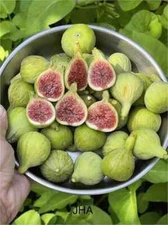 JH Adriatic Cutting, At Least 3 Nodes and Over 8 Inches Long