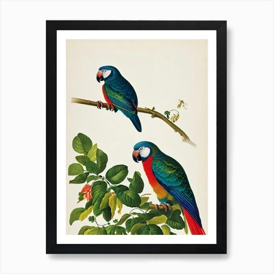 Papagei James Audubon Vintage Stil Gerahmtes Wandbild Poster Leinwanddruck Bild