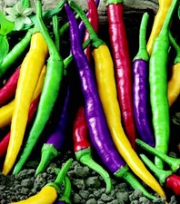 50+ Cayenne Pepper Seeds -- Fiesta Blend ----------- HOT -- Heirloom - Organic