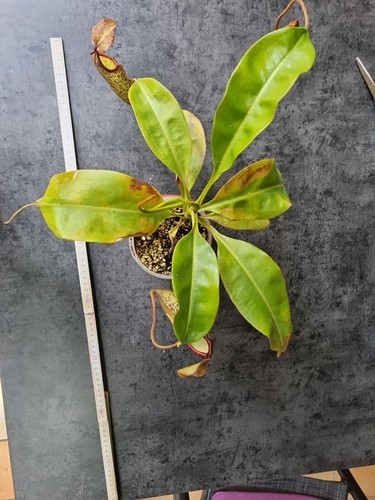 Nepenthes (Campanulata x Maxima) X (Veitchii X Lowii) - B - Bild 3 von 3