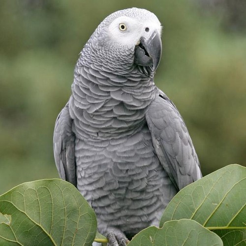 AVIGRAIN Wild Bird Mix 20KG Bird Seed Mix Bird Food Feeding Avian Birds Pet - Picture 7 of 12