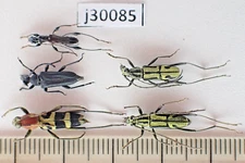 j30085. Insects, Cerambycidae sp. Vietnam, Nghe An