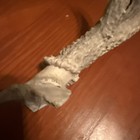 White Tailed Deer Antler Set — photo 5