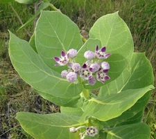 Calotropis procera | Sodom Apple | 10 Seeds