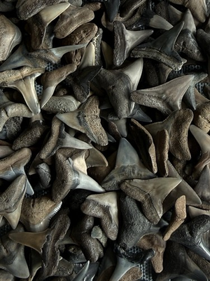 #ad Lot of 25 fossilized 1 2 5 8 inch shark teeth from the Myakka river Venice Fl. $24.99