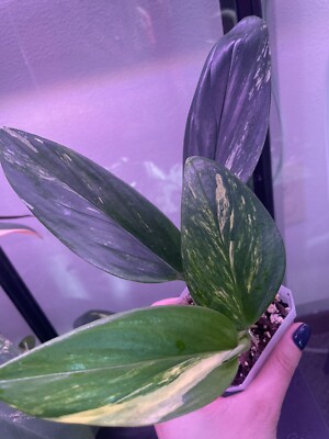 Monstera Standleyana Aurea Plant | eBay