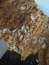 Dairy Cow isopods Porcellio laevis x25 feeders/cleanup crew/display  bulk  BIN