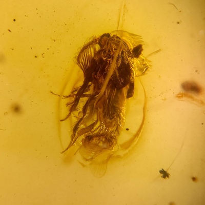 #ad #ad Ripiphoridae with strange antenna in Burmese Burmite amber fossil GBP 89.00