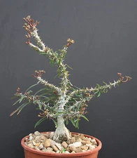 Euphorbia SAKARAHAENSIS, exotic caudex madagascar rare cacti bonsai seed 5 seeds