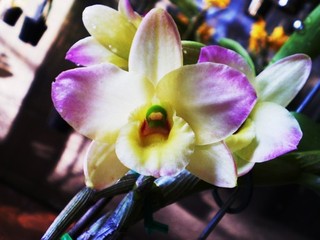Dendrobium Orchid Golden Blossom No.2