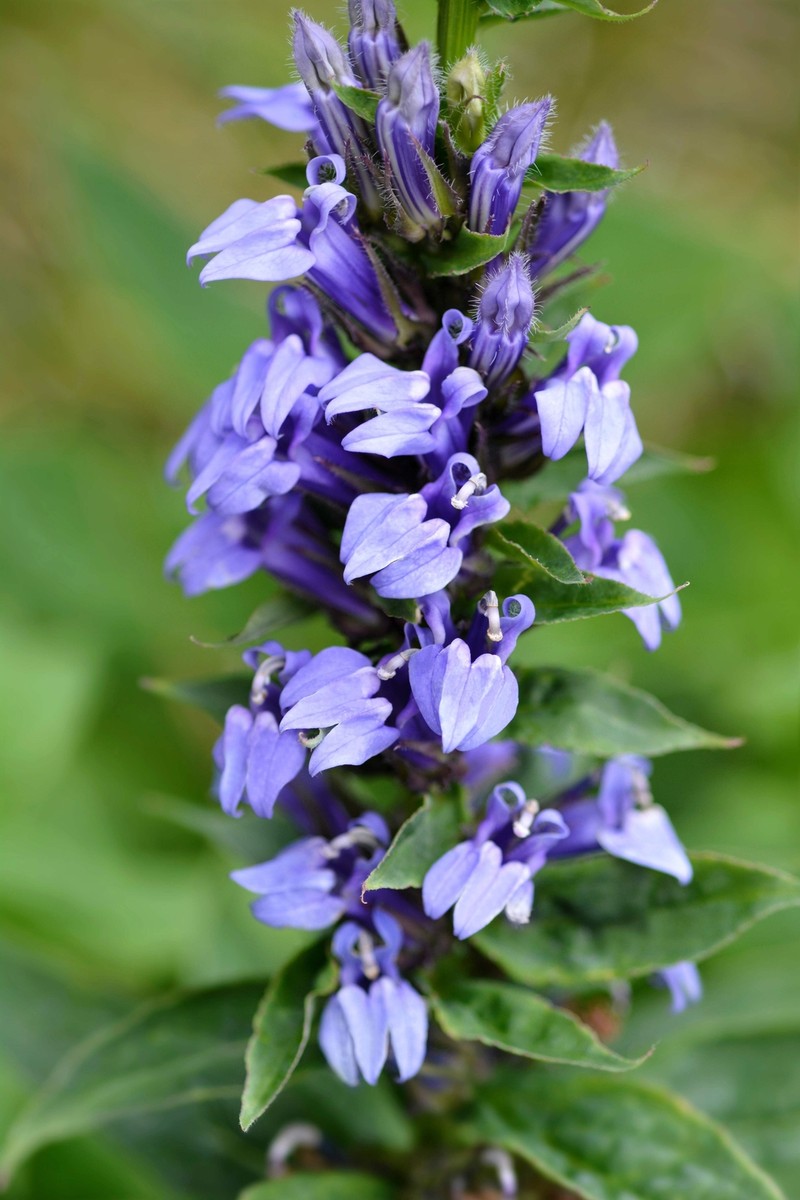 500 GREAT BLUE LOBELIA Upright Lobelia Siphilitica Flower Seeds