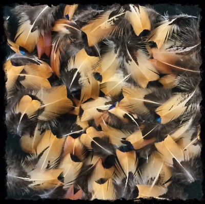 50 - 2  To 4  Yellow Pheasant Feathers From Ringneck Rooster Pheasants