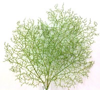 Apple Green Sparkle Wattle Plant Spraypvc30 Tall Apple Green Sparkle Wattle Plant Spraypvc30 Tall