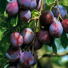 Bühler Frühzwetsche Zwetschgenbaum Zwetschenbaum Buschbaum Halbstamm Hochstamm