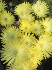 Lemon Yellow Pigface yellow Pig face Plant- Iceplant Ice plant -Mesembryanthemum
