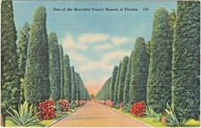 Stately Australian Pine Trees on one of the Beautiful Scenic Streets in Florida
