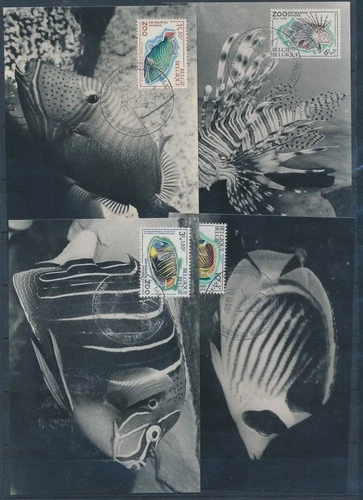 XE59725 Belgium 1969 fish coral sealife maxicards used