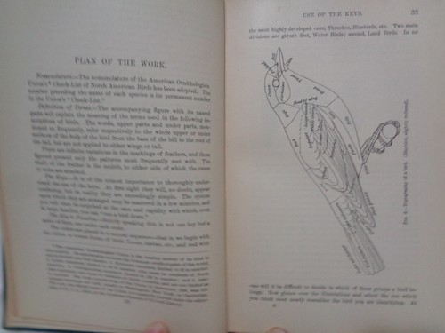 1900 Birds of Eastern North American Ornithology Chapman Illustrated Plates - Picture 7 of 19