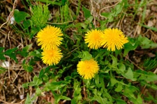 100 SEEDS - Dandelion - Edible Greens - GroCo - BUY ANY 15 - SHIPS FREE