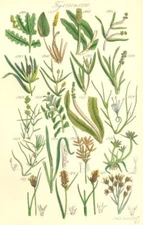 WILD FLOWERS. Pond-weed Grass-wrack Cyperus Bog-rush Twig-rush. SOWERBY 1890