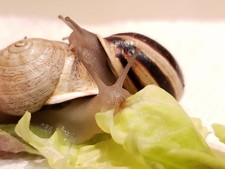 Live Milk Snails 3 