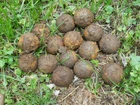 Old Rare Vintage Antique Civil War Relic Confederate Canister Shot Appomattox VA