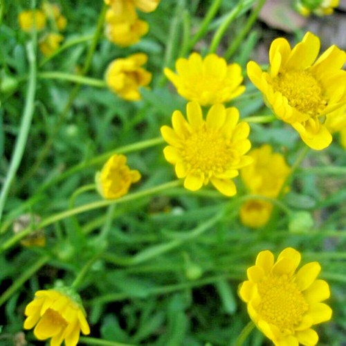 300+YELLOW DAISY Flower Seeds Wildflower Drought Tolerant Flowers
