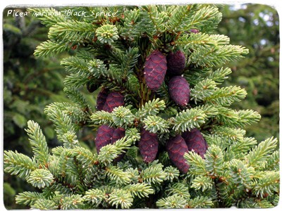 Picea mariana 50 seeds Lovely Bonsai Form seeds Large//Packet Black Spruce