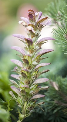 Acanthus hungaricus, Bärenklau, ca. 9x9 cm Topf, dekorativ
