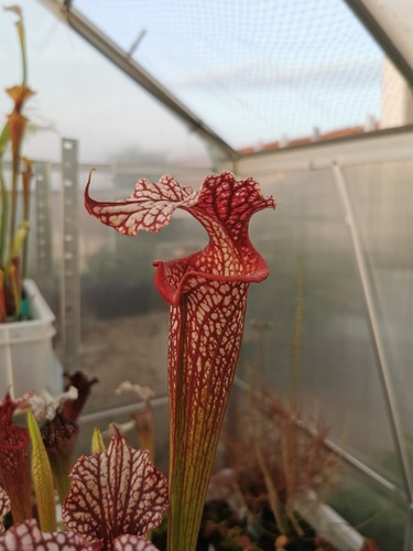 Sarracenia SX002 ALS , Taglia L - Pianta Carnivora - Foto 1 di 1