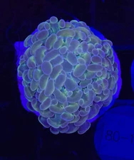 WYSIWYG Hologram Hammer Branching Live Coral Frag SPS LPS for Reef Aquarium