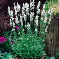 200 English White LAVENDER Lavandula Flower Herb Seeds