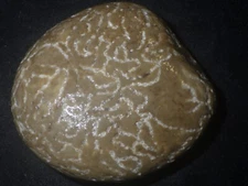 Chain Coral Halysite