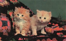 Fluffy Orange Tabby Kittens Granny Crochet Afghan Ginger Cats Vtg Postcard I15