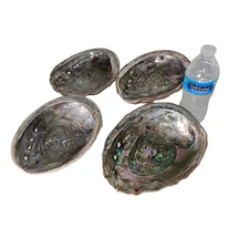 Large Abalone Shell Lot House Beach Nautical Décor Coastal Shell Decorations  8"