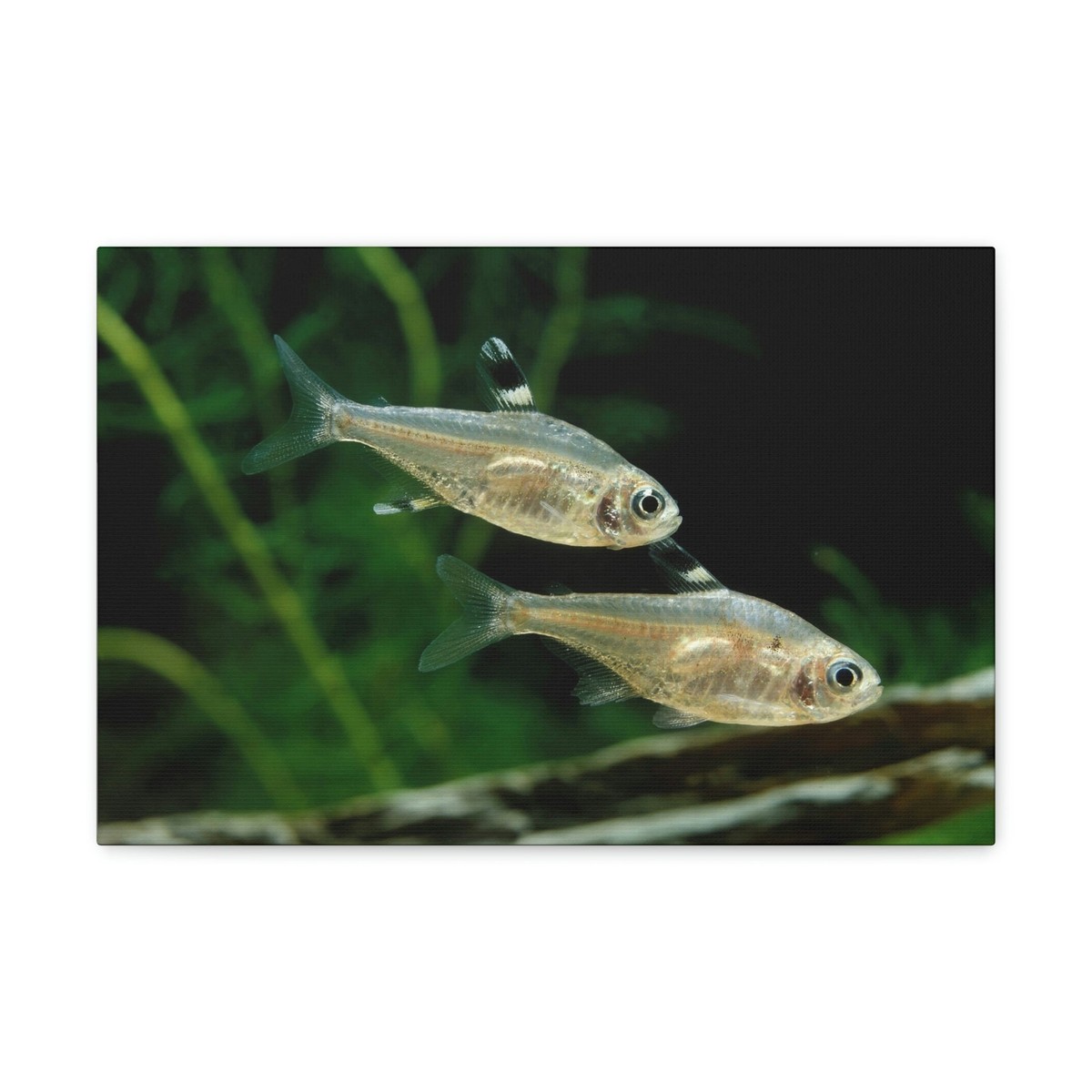 Images Of Xray Fish X Ray Fish Pristella Maxillaris Hi Res Stock