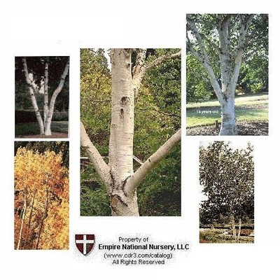 10 European White Birch Trees 15 In Fast Growing Ornamental