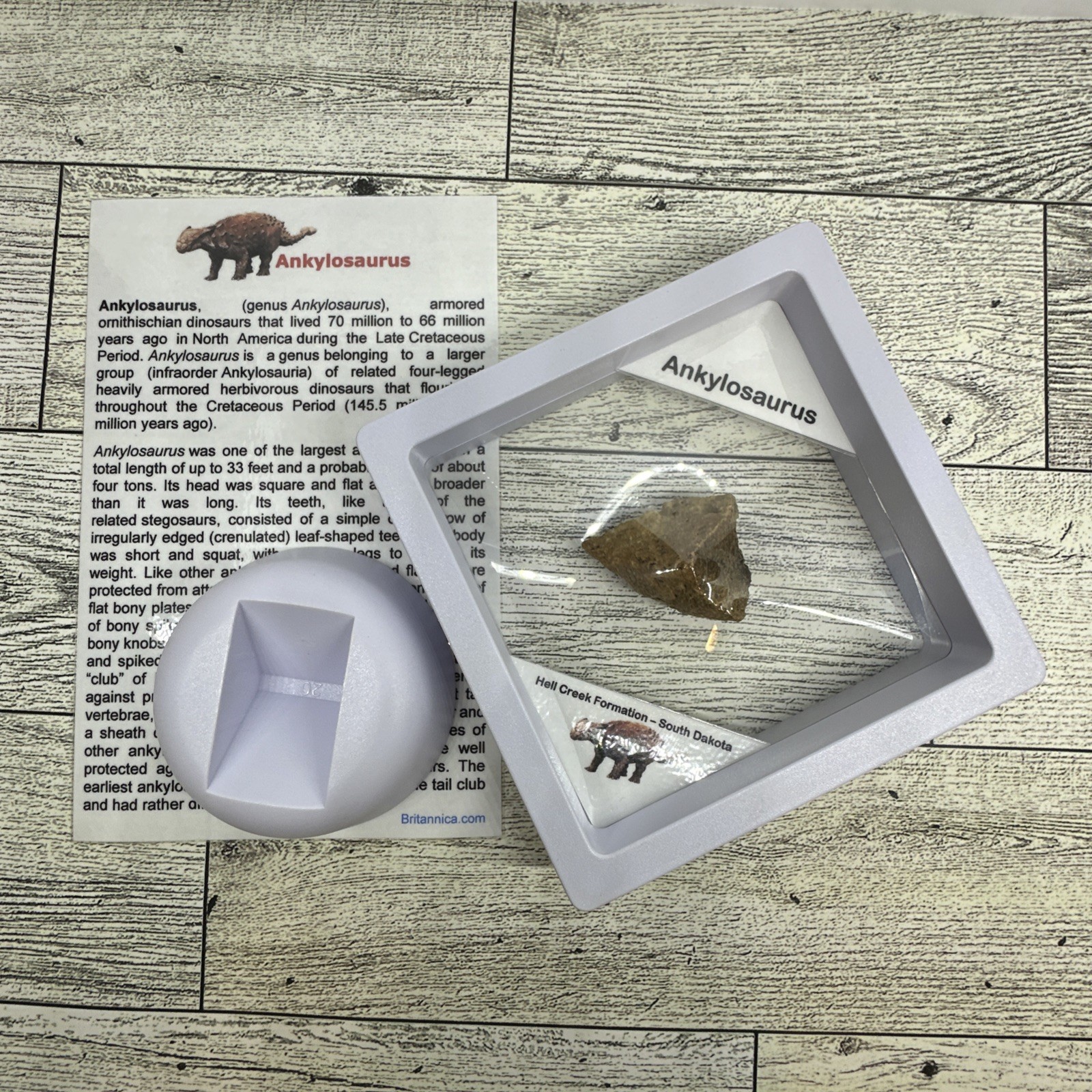 Ankylosaurus Extinct Dinosaur Partial Armor Scute Fossil in Display Case